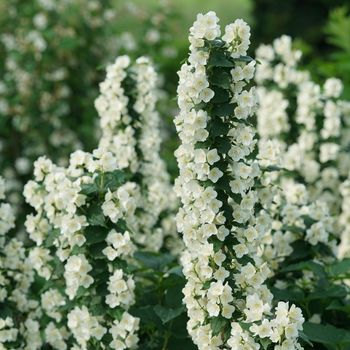 Philadelphus coronarius 'SMNPVG' 