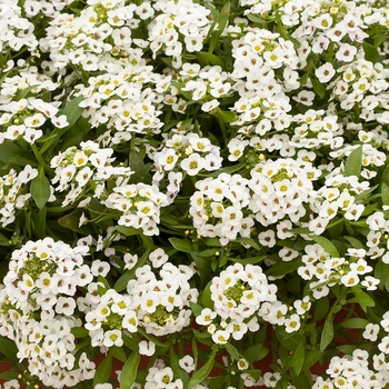 Lobularia 'White' 