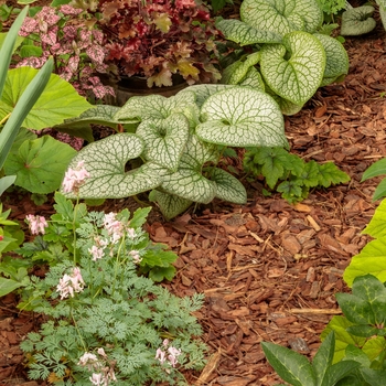 Brunnera macrophylla 'Jack of Diamonds' 