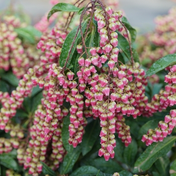 Pieris japonica 'Farrowpjrf' PP31866, Can PBRAF