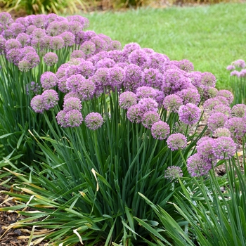 Allium 'Serendipity'