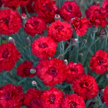 Dianthus Fruit Punch® 'Maraschino'