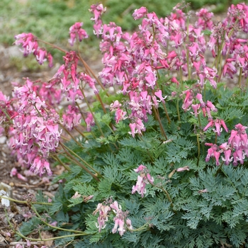 Dicentra 'Pink Diamonds'