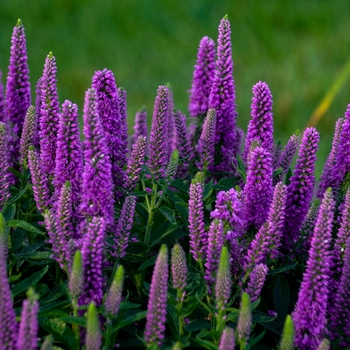 Veronica 'Purple Illusion' 