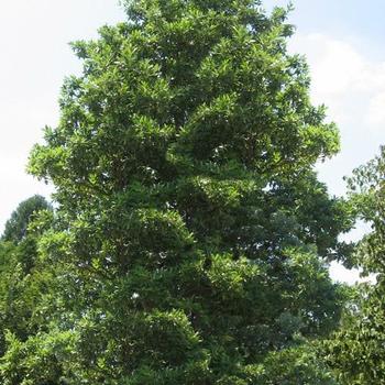 Magnolia virginiana 'Green Shadow' 