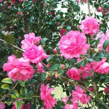 Camellia sasanqua 'Rose of Autumn' 