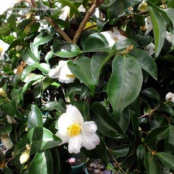 Camellia sasanqua 'Yoi Machi' 