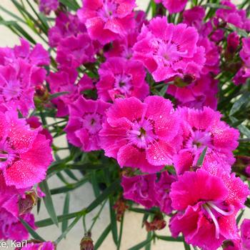 Dianthus 'Rose Bouquet' 