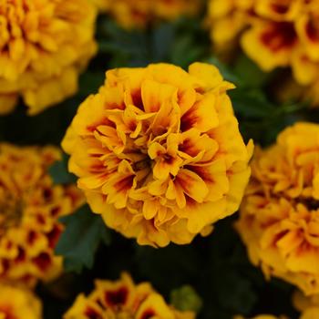 Tagetes patula 'Fire' 