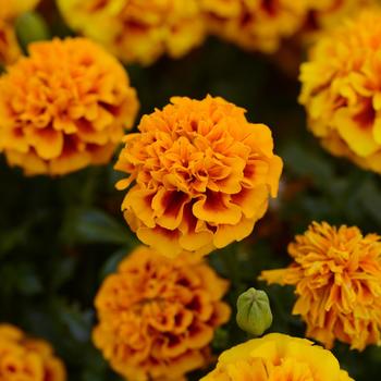 Tagetes patula 'Flame' 