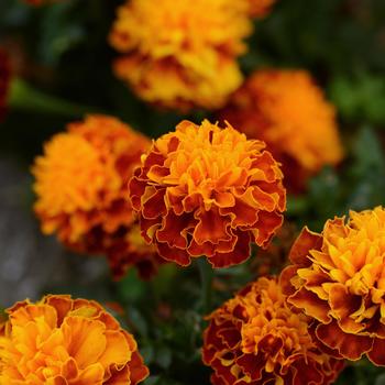 Tagetes patula Hot Pak™ 'Harmony'