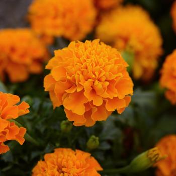 Tagetes patula 'Orange' 