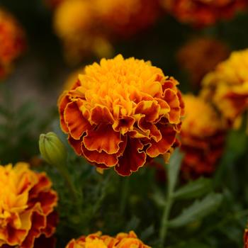 Tagetes patula Hot Pak™ 'Spry'