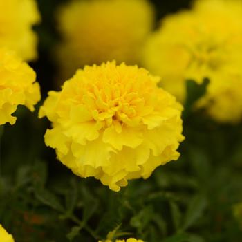 Tagetes patula Hot Pak™ Yellow