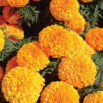 Tagetes erecta Moonstruck® 'Orange'