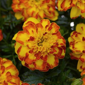 Tagetes patula 'Flamenco' 