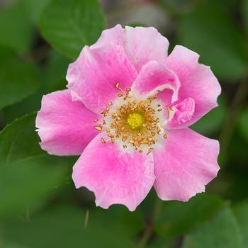 Rosa Easy Elegance® 'Funny Face™'