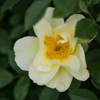 Rosa Easy Elegance® 'Oscar Peterson™'