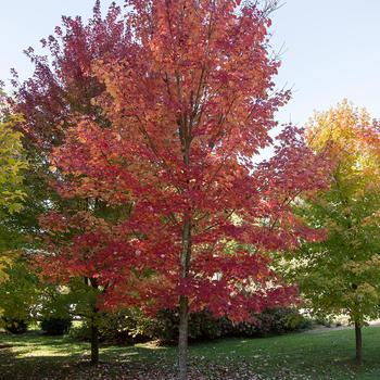 Acer rubrum 'Scarlet Jewell™'