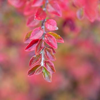 Cotoneaster 'Autumn Inferno®' PP30493