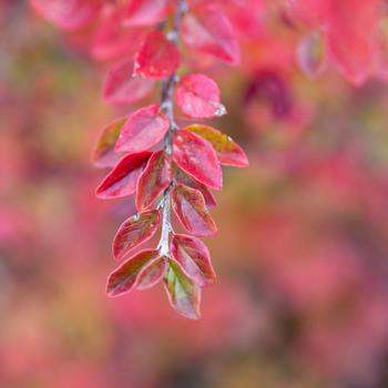 Cotoneaster 'Bronfire' PP30493