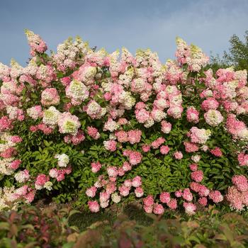 Hydrangea paniculata 'Berry White®'