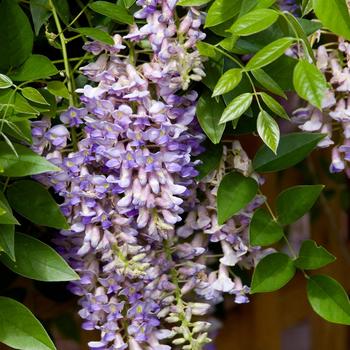 Wisteria macrostachya 'Betty Matthews' 