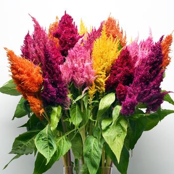 Celosia 'Mix' 