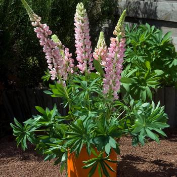 Lupinus polyphyllus 'Pink' 