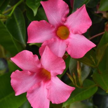 Mandevilla x hybrida 'Opal Pink'