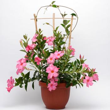 Mandevilla x hybrida 'Opal Pink' (156930)