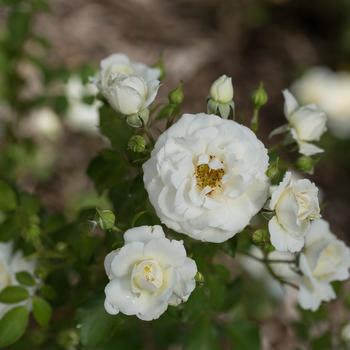 Rosa Easy Elegance® Snowdrift