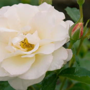 Rosa Easy Elegance® 'Macy's Pride™'