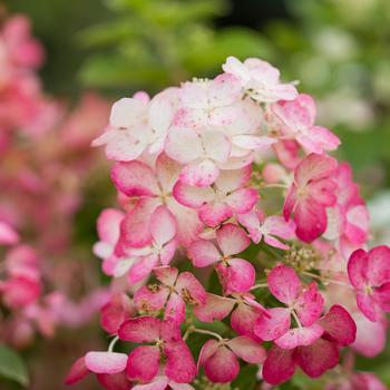 Hydrangea paniculata 'Diamond Rouge®'