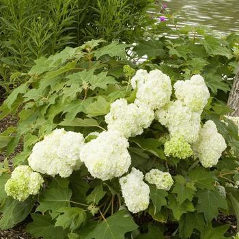 Hydrangea quercifolia 'Vaughn's Lillie' PP12982