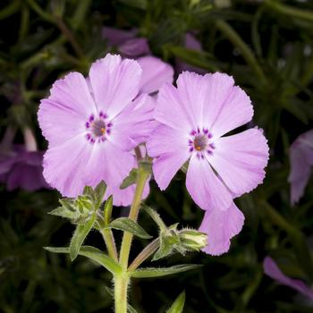 Phlox subulata 'Phlox Trot™' 