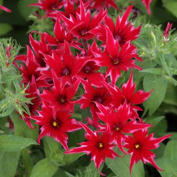 Phlox drummondii 'Red' 