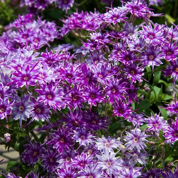 Phlox drummondii 'Blue' 