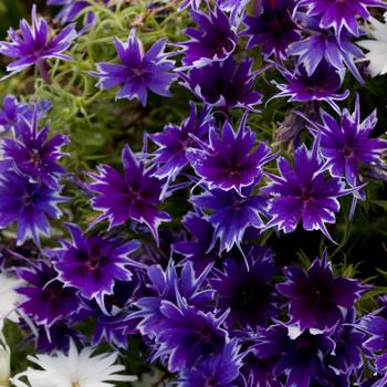 Phlox drummondii 'Deep Blue' 