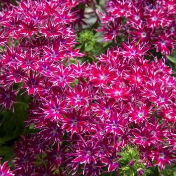 Phlox drummondii 'Purple' 