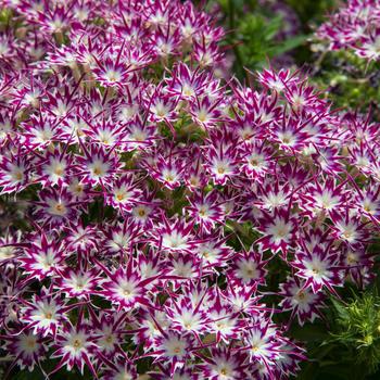 Phlox drummondii 'Purple with Eye' 