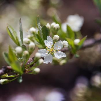 Prunus pumila 'Jade Parade®'