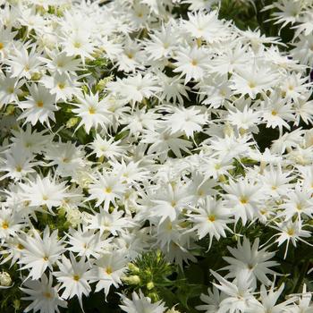 Phlox drummondii 'White' 