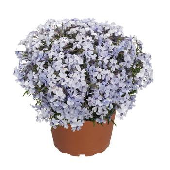 Phlox subulata 'Spring Blue' 