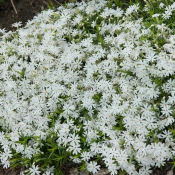 Phlox subulata 'Snowflake' 