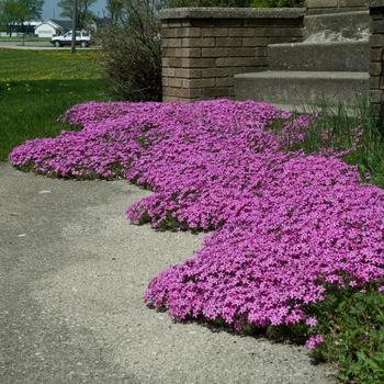 Phlox subulata 'Red Wing' 