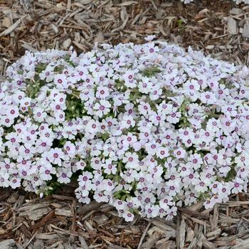 Phlox subulata 'North Hills' 