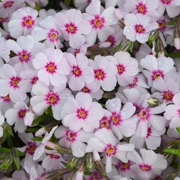 Phlox subulata 'Coral Eye' 