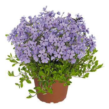 Phlox stolonifera 'Sweet Seduction Blue' 