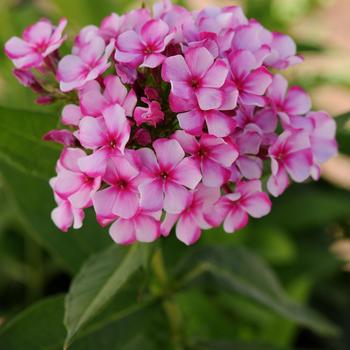 Phlox paniculata 'Neon Flare' PP21754